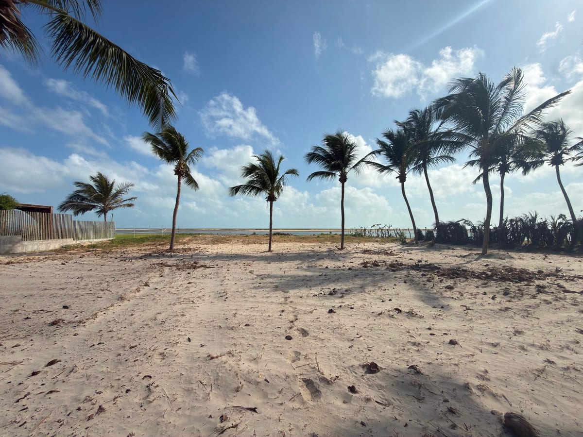Palm trees and open waterfront at Ilha do Farol
